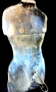 Male Torso