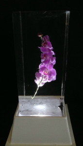 Purple Orchid in Ice